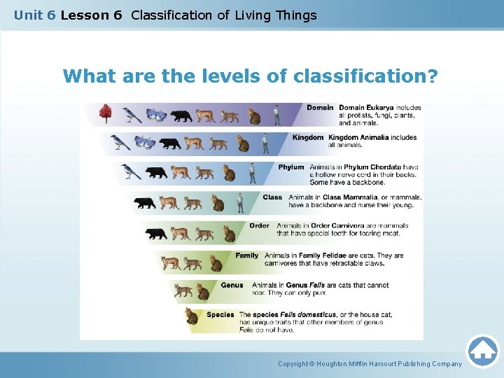 Unit 6 Lesson 6 Classification of Living Things What are the levels of classification?