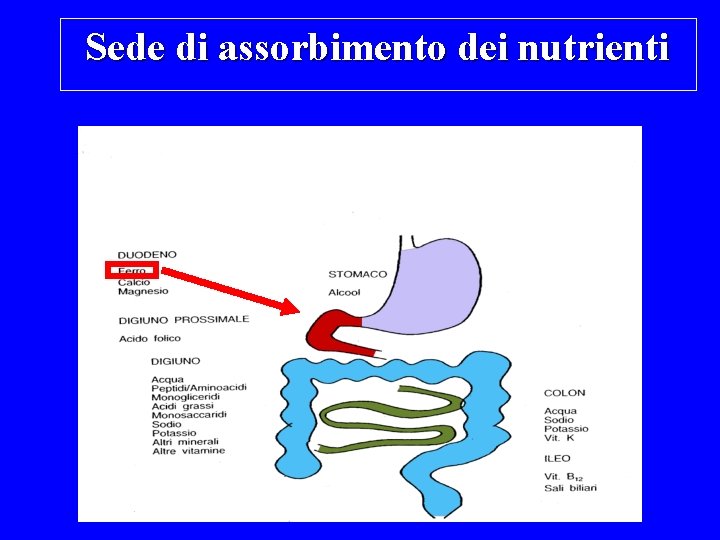 Sede di assorbimento dei nutrienti 