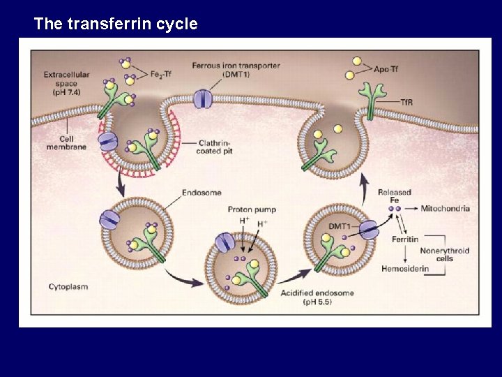 The transferrin cycle 