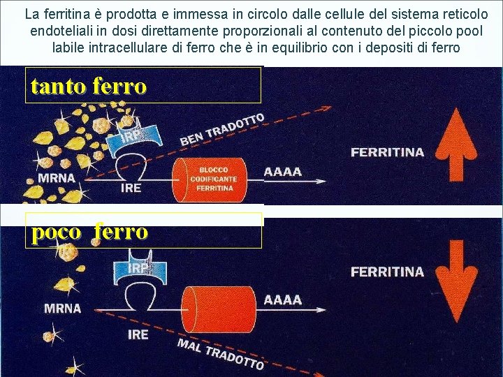 La ferritina è prodotta e immessa in circolo dalle cellule del sistema reticolo endoteliali