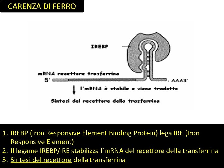 CARENZA DI FERRO 1. IREBP (Iron Responsive Element Binding Protein) lega IRE (Iron Responsive