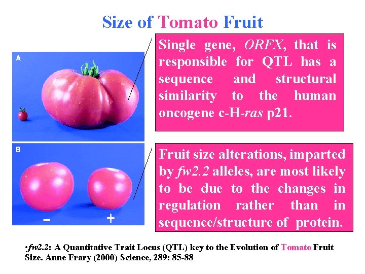 Size of Tomato Fruit Single gene, ORFX, that is responsible for QTL has a Size of Tomato Fruit Single gene, ORFX, that is responsible for QTL has a