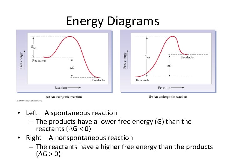 Energy Diagrams • Left – A spontaneous reaction – The products have a lower