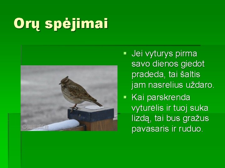 Orų spėjimai § Jei vyturys pirma savo dienos giedot pradeda, tai šaltis jam nasrelius