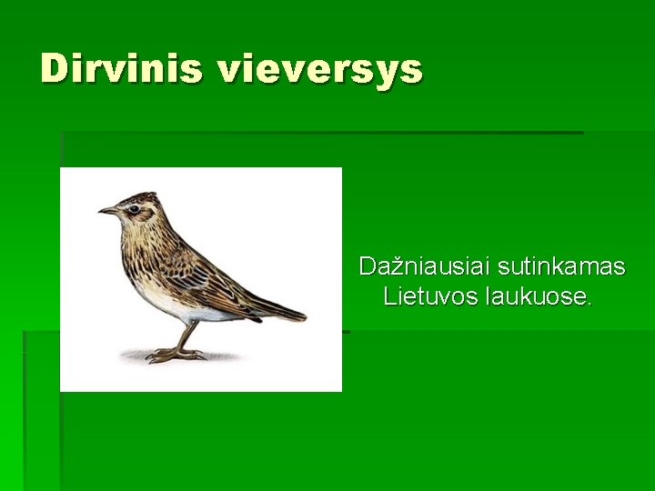 Dirvinis vieversys Dažniausiai sutinkamas Lietuvos laukuose. 