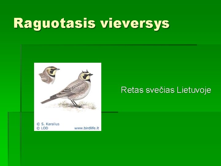 Raguotasis vieversys Retas svečias Lietuvoje 