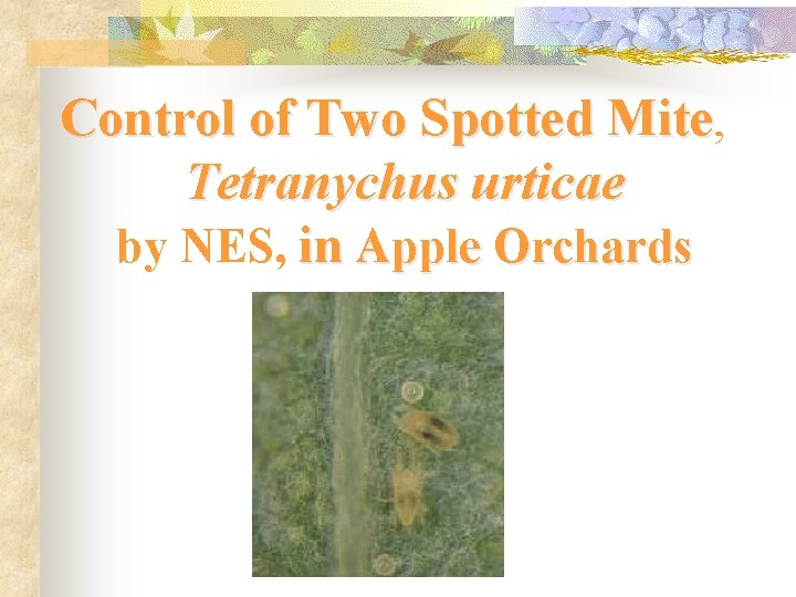 Control of Two Spotted Mite, Tetranychus urticae by NES, in Apple Orchards 