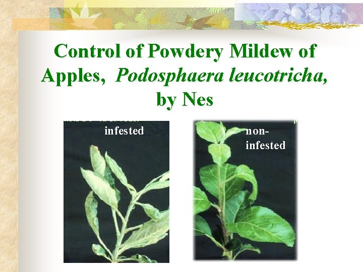 Control of Powdery Mildew of Apples, Podosphaera leucotricha, by Nes infested noninfested 