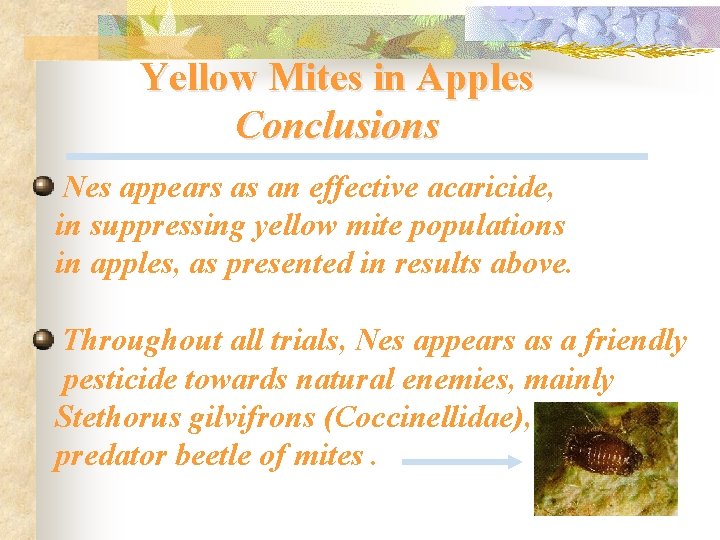 Yellow Mites in Apples Conclusions Nes appears as an effective acaricide, in suppressing yellow