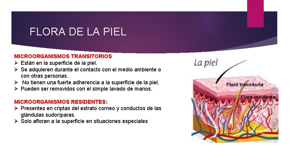 FLORA DE LA PIEL MICROORGANISMOS TRANSITORIOS: Ø Están en la superficie de la piel.