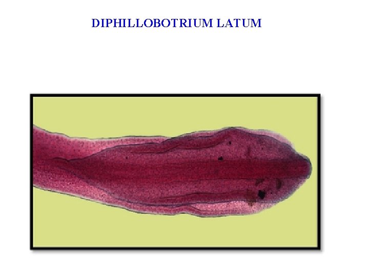 DIPHILLOBOTRIUM LATUM DIPHILLOBOTRIUM LATUM