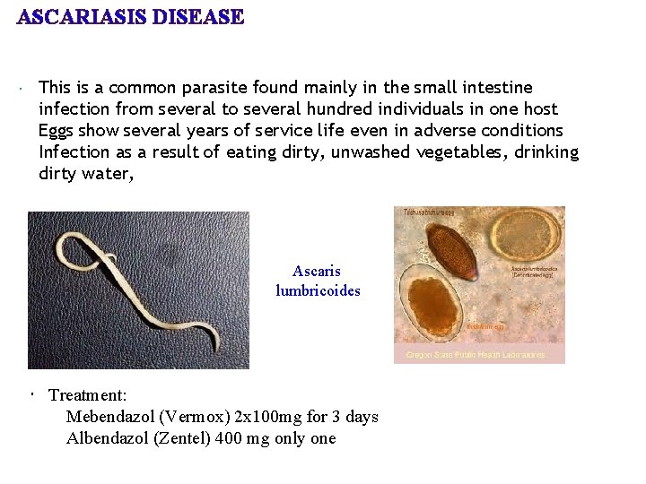 ASCARIASIS DISEASE This is a common parasite found mainly in the small intestine infection ASCARIASIS DISEASE This is a common parasite found mainly in the small intestine infection