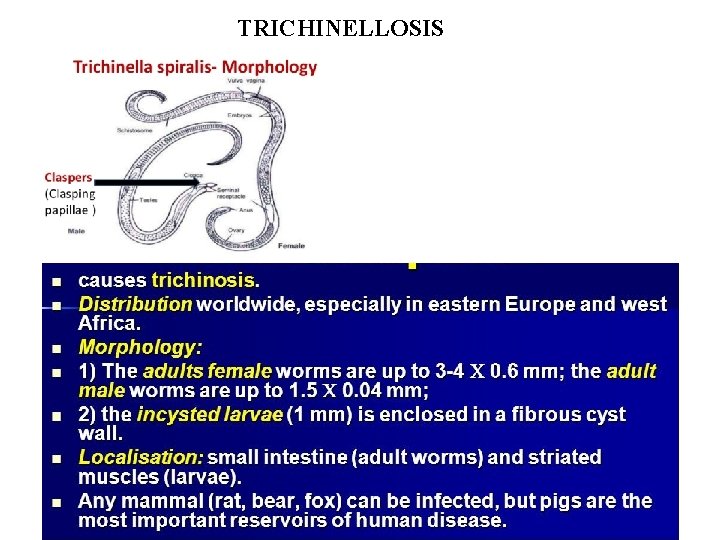 TRICHINELLOSIS TRICHINELLOSIS