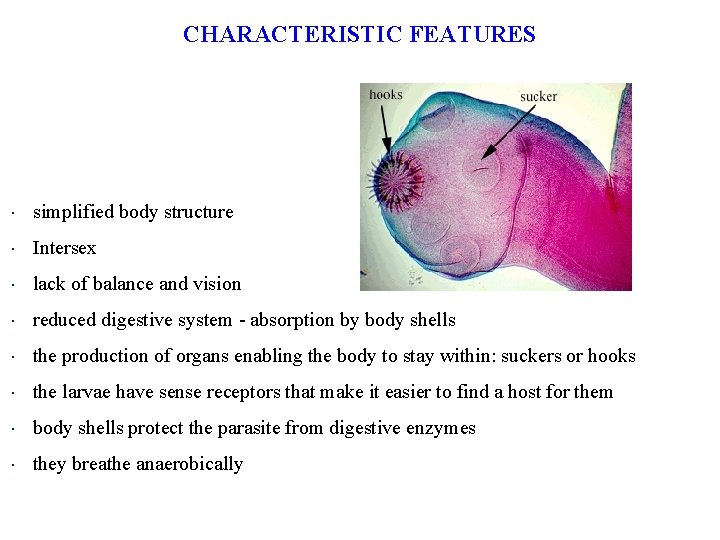 CHARACTERISTIC FEATURES simplified body structure Intersex lack of balance and vision reduced digestive system CHARACTERISTIC FEATURES simplified body structure Intersex lack of balance and vision reduced digestive system