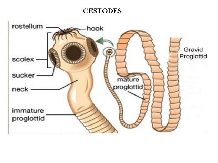 CESTODES CESTODES