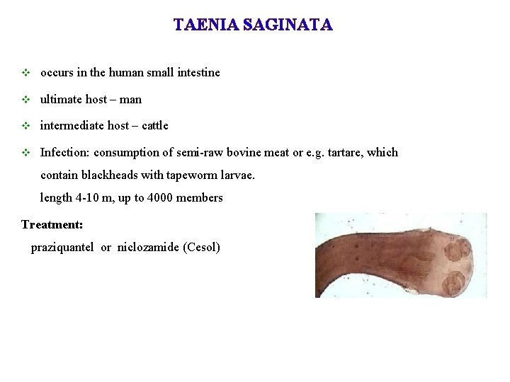 TAENIA SAGINATA v occurs in the human small intestine v ultimate host – man TAENIA SAGINATA v occurs in the human small intestine v ultimate host – man