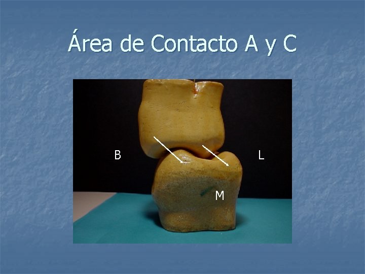Área de Contacto A y C B L M Área de Contacto A y C B L M