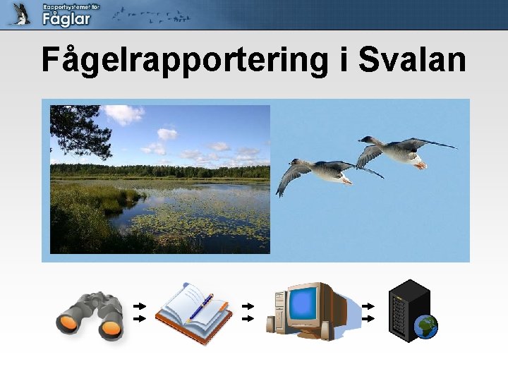 Fågelrapportering i Svalan 