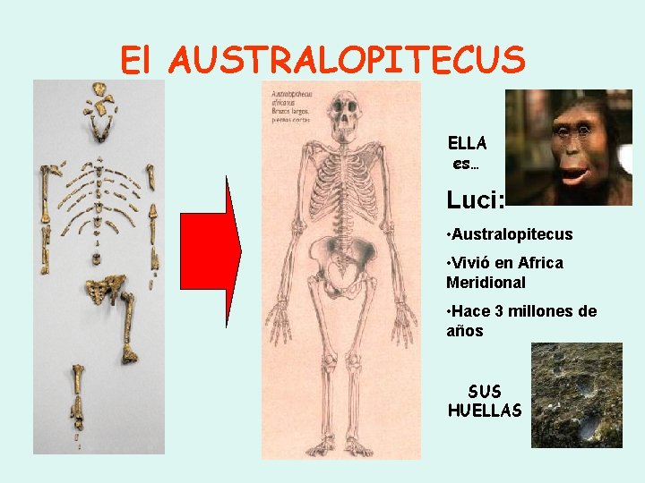 El AUSTRALOPITECUS ELLA es… Luci: • Australopitecus • Vivió en Africa Meridional • Hace