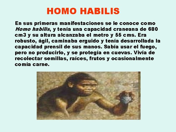HOMO HABILIS En sus primeras manifestaciones se le conoce como Homo habilis, y tenía