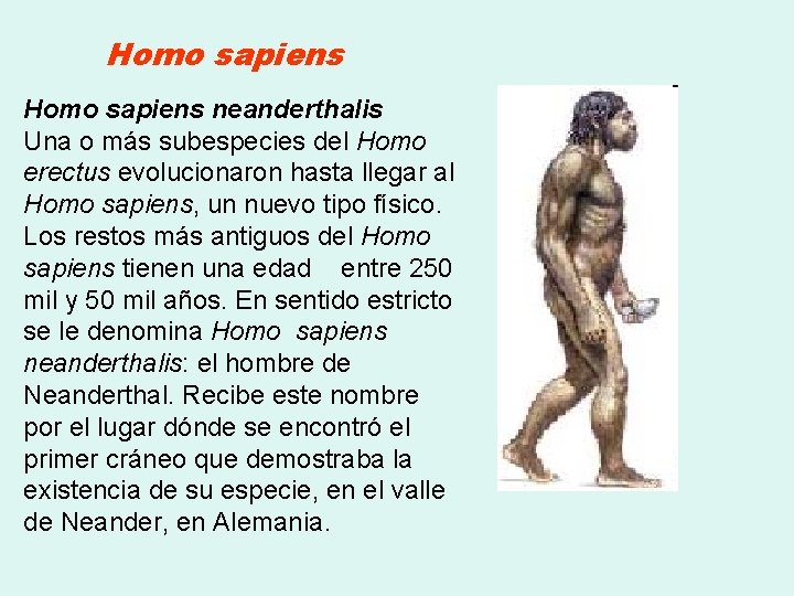 Homo sapiens neanderthalis Una o más subespecies del Homo erectus evolucionaron hasta llegar al