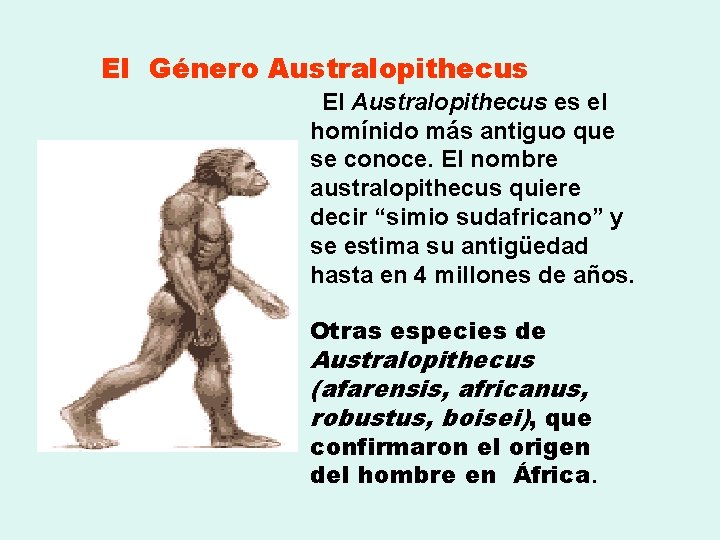  El Género Australopithecus El Australopithecus es el homínido más antiguo que se conoce.