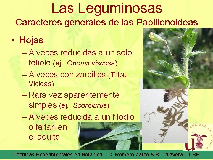 Las Leguminosas Caracteres generales de las Papilionoideas • Hojas – A veces reducidas a