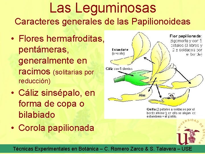 Las Leguminosas Caracteres generales de las Papilionoideas • Flores hermafroditas, pentámeras, generalmente en racimos