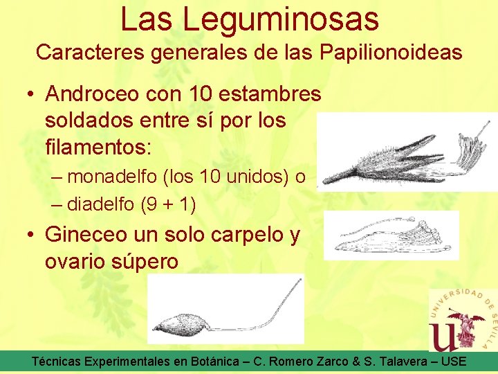 Las Leguminosas Caracteres generales de las Papilionoideas • Androceo con 10 estambres soldados entre