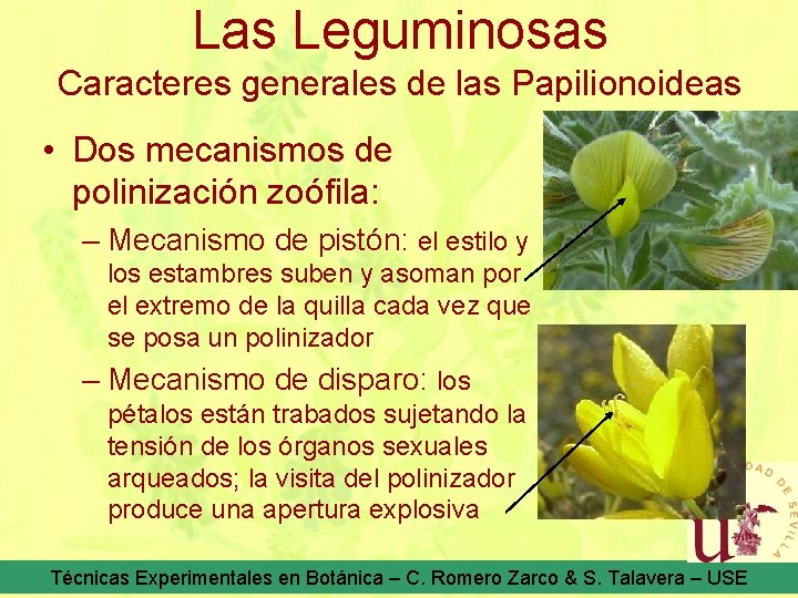 Las Leguminosas Caracteres generales de las Papilionoideas • Dos mecanismos de polinización zoófila: –