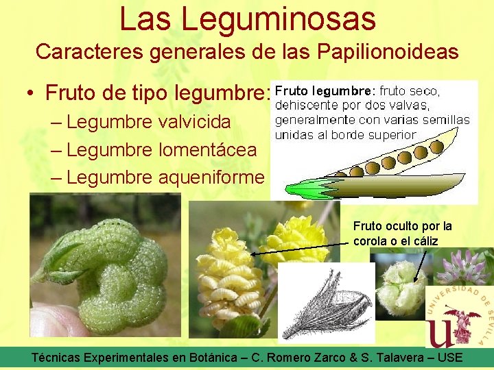 Las Leguminosas Caracteres generales de las Papilionoideas • Fruto de tipo legumbre: – Legumbre