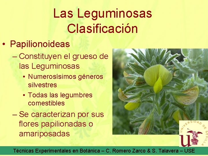 Las Leguminosas Clasificación • Papilionoideas – Constituyen el grueso de las Leguminosas • Numerosísimos