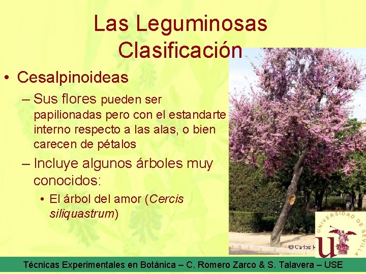 Las Leguminosas Clasificación • Cesalpinoideas – Sus flores pueden ser papilionadas pero con el