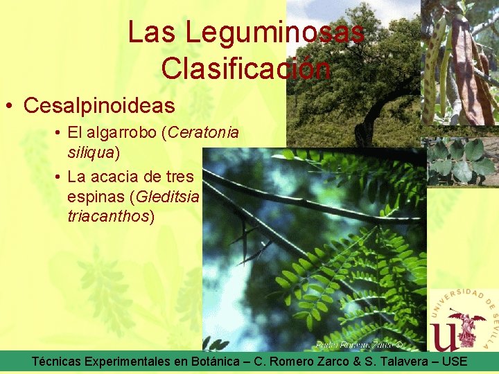 Las Leguminosas Clasificación • Cesalpinoideas • El algarrobo (Ceratonia siliqua) • La acacia de