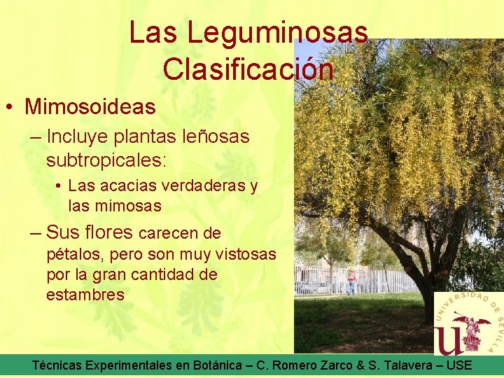 Las Leguminosas Clasificación • Mimosoideas – Incluye plantas leñosas subtropicales: • Las acacias verdaderas