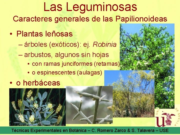 Las Leguminosas Caracteres generales de las Papilionoideas • Plantas leñosas – árboles (exóticos): ej.
