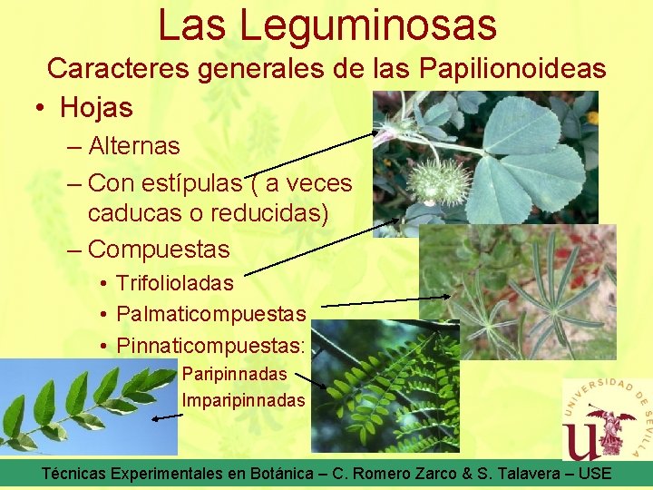 Las Leguminosas Caracteres generales de las Papilionoideas • Hojas – Alternas – Con estípulas