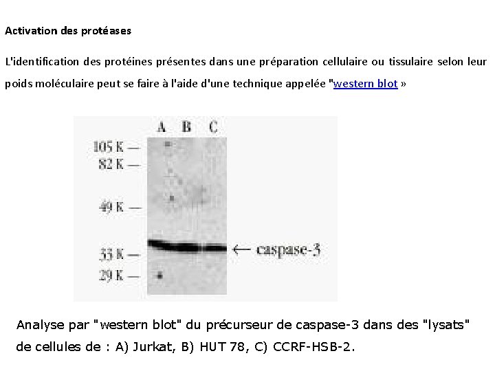 Activation des protéases L'identification des protéines présentes dans une préparation cellulaire ou tissulaire selon