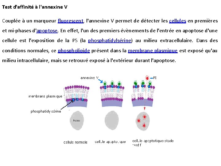 Test d'affinité à l'annexine V Couplée à un marqueur fluorescent, l'annexine V permet de