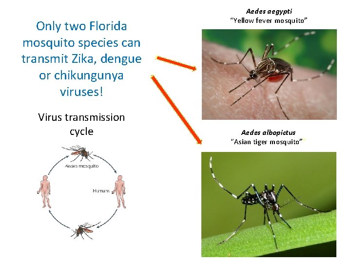Only two Florida mosquito species can transmit Zika, dengue or chikungunya viruses! Virus transmission