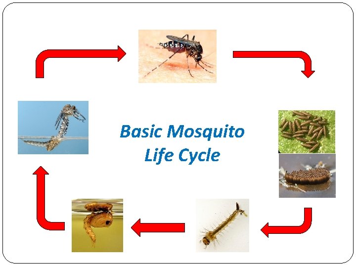 Blood-feeding female Emerging adult Eggs Basic Mosquito Life Cycle Pupa Larva 