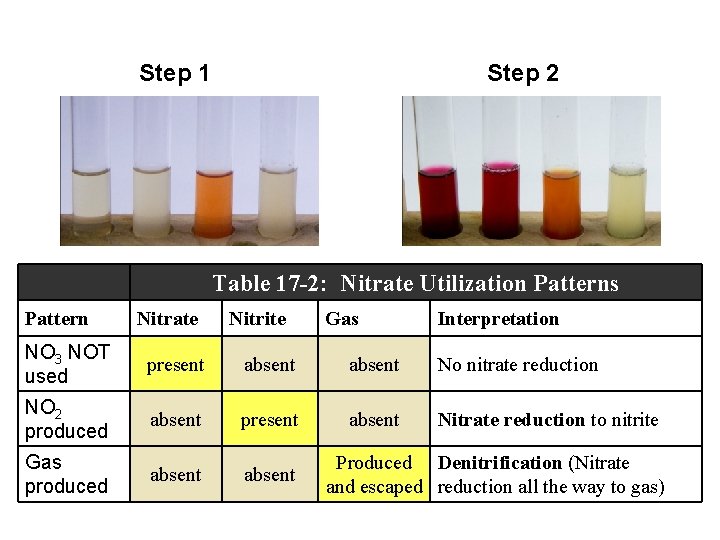 Step 1 Step 2 Table 17 -2: Nitrate Utilization Patterns Pattern Nitrate Nitrite Gas