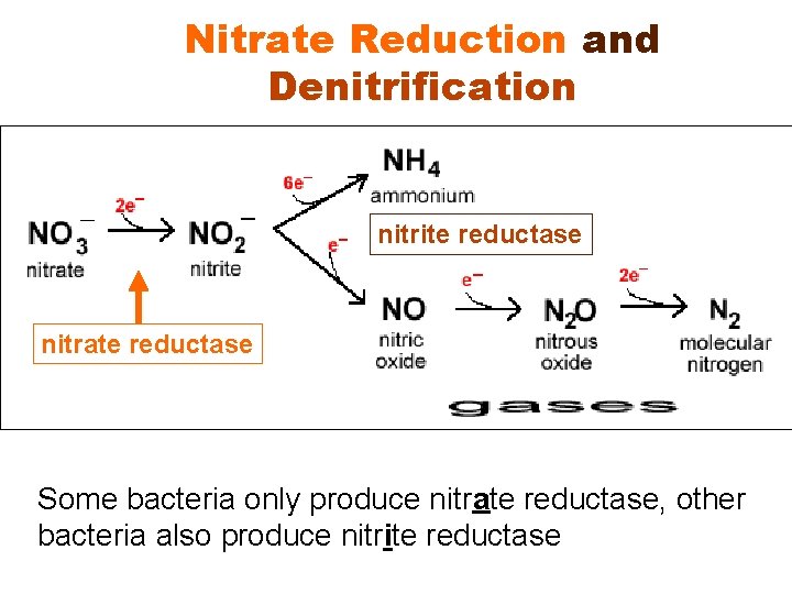 Nitrate Reduction and Denitrification nitrite reductase nitrate reductase Some bacteria only produce nitrate reductase,