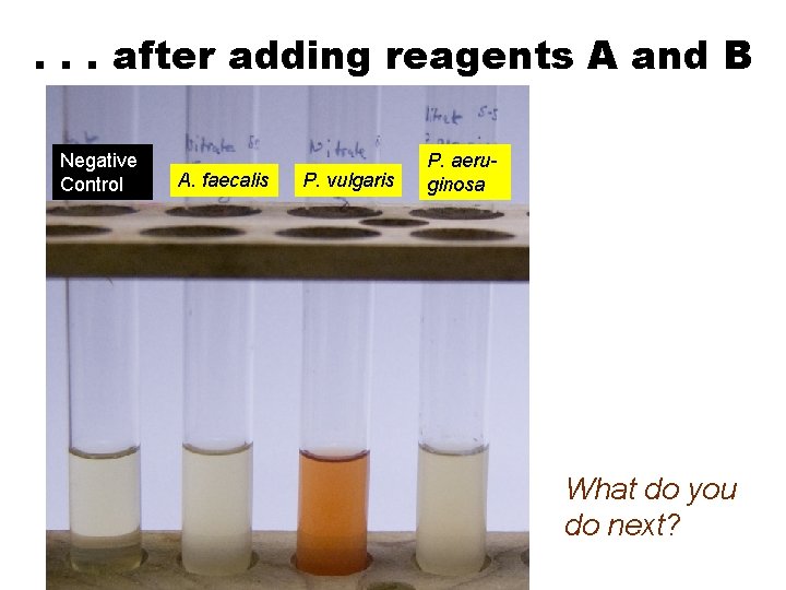 . . . after adding reagents A and B Negative Control A. faecalis P.