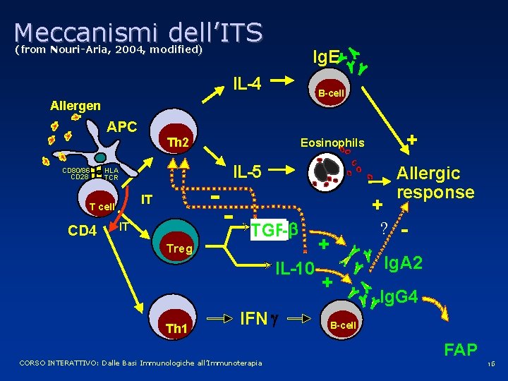 Meccanismi dell’ITS ) (from Nouri-Aria, 2004, modified Ig. E IL-4 B-cell Allergen APC Th