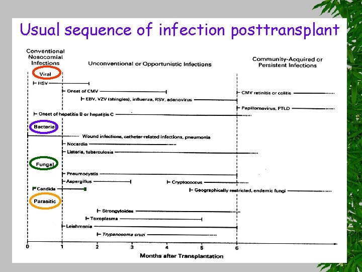 Usual sequence of infection posttransplant 
