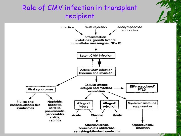 Role of CMV infection in transplant recipient 