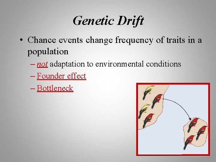 Genetic Drift • Chance events change frequency of traits in a population – not Genetic Drift • Chance events change frequency of traits in a population – not