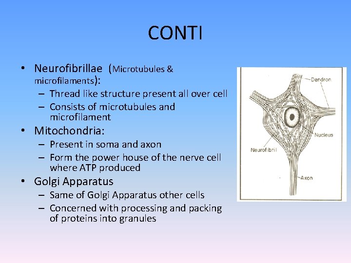 CONTI • Neurofibrillae (Microtubules & microfilaments): – Thread like structure present all over cell