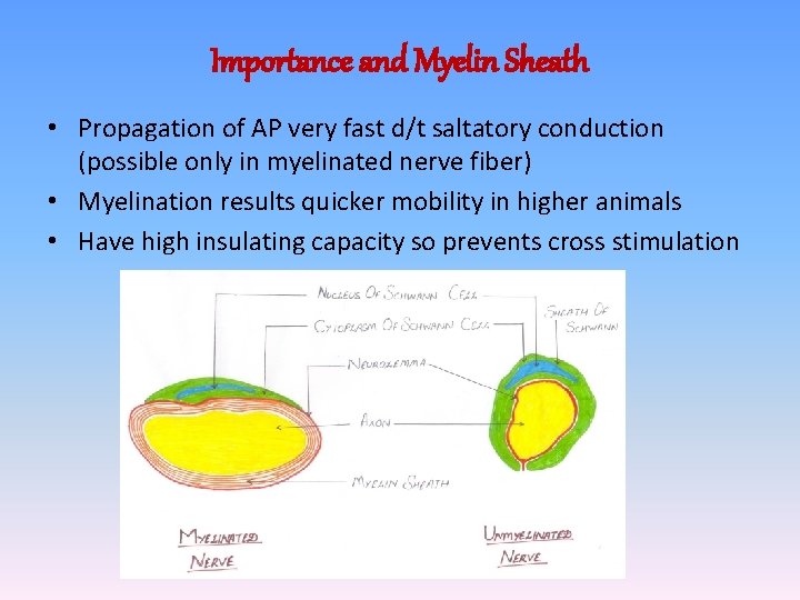 Importance and Myelin Sheath • Propagation of AP very fast d/t saltatory conduction (possible